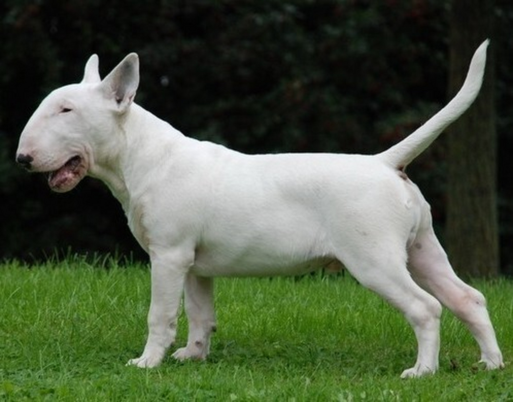 名犬介绍(十七)——牛头梗 牛头11(bull terrier)这一品种有两个品