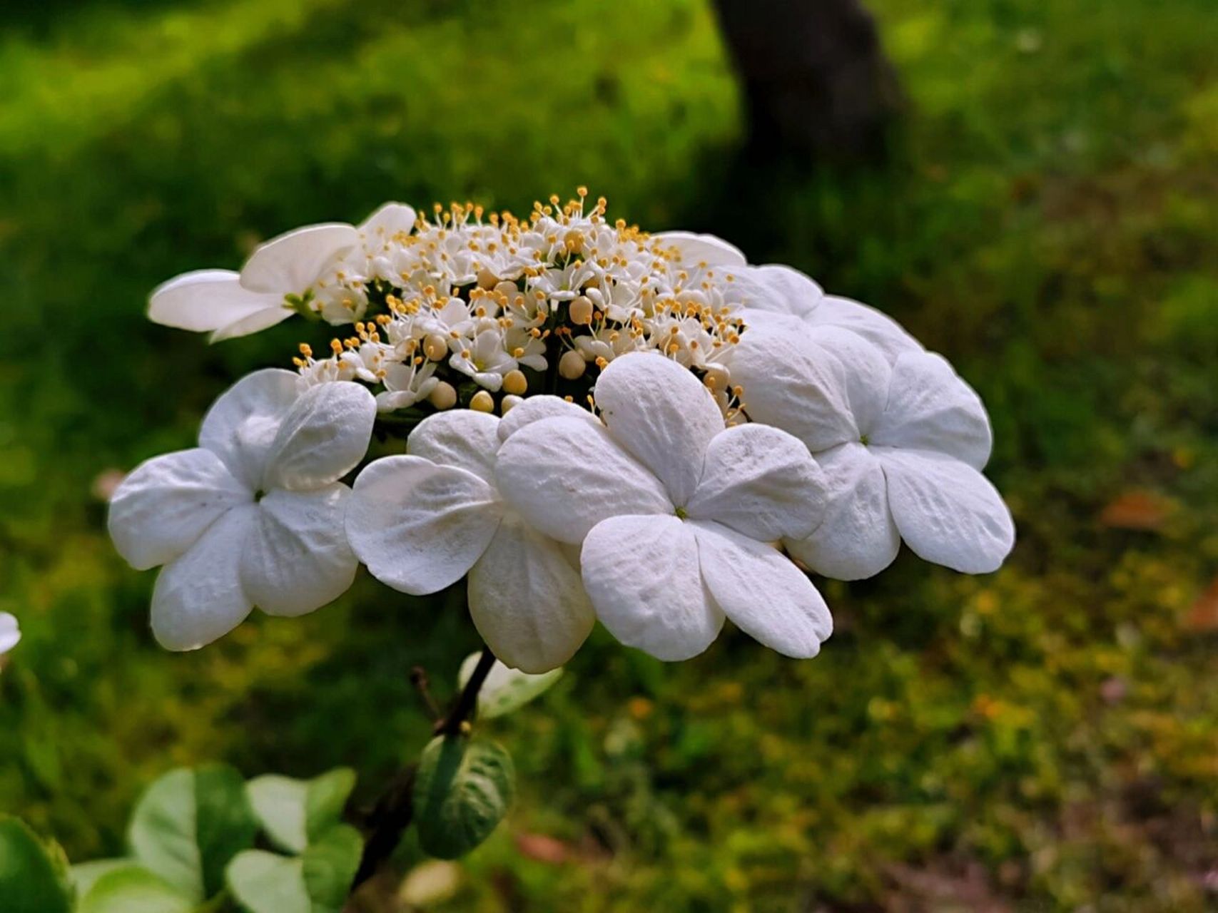 琼花图片大全绣球花图片