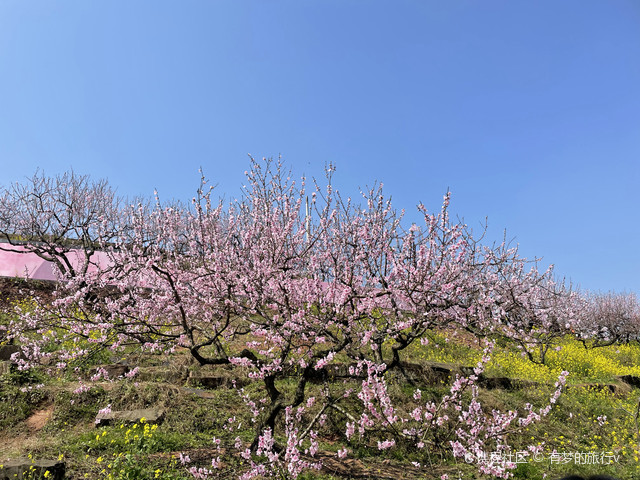 永川桃花岛图片