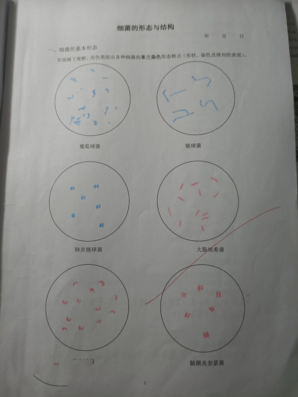 微生物红蓝铅笔手绘图 葡萄球菌 链球菌 肺炎双球菌 大肠埃希菌 霍乱