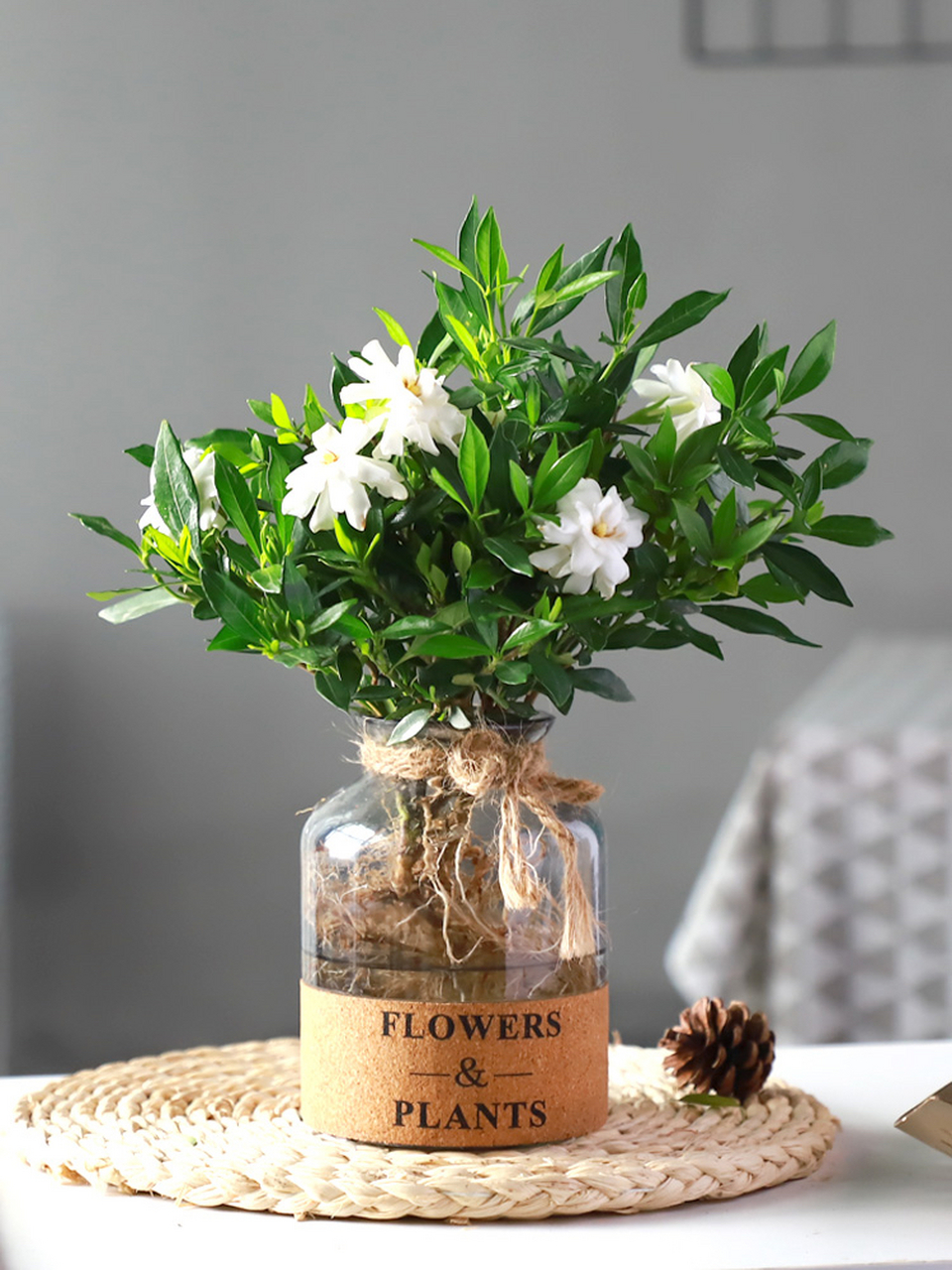 水培栀子花怎么养 第11566 定期换水 保证水质 00春秋 一周左右