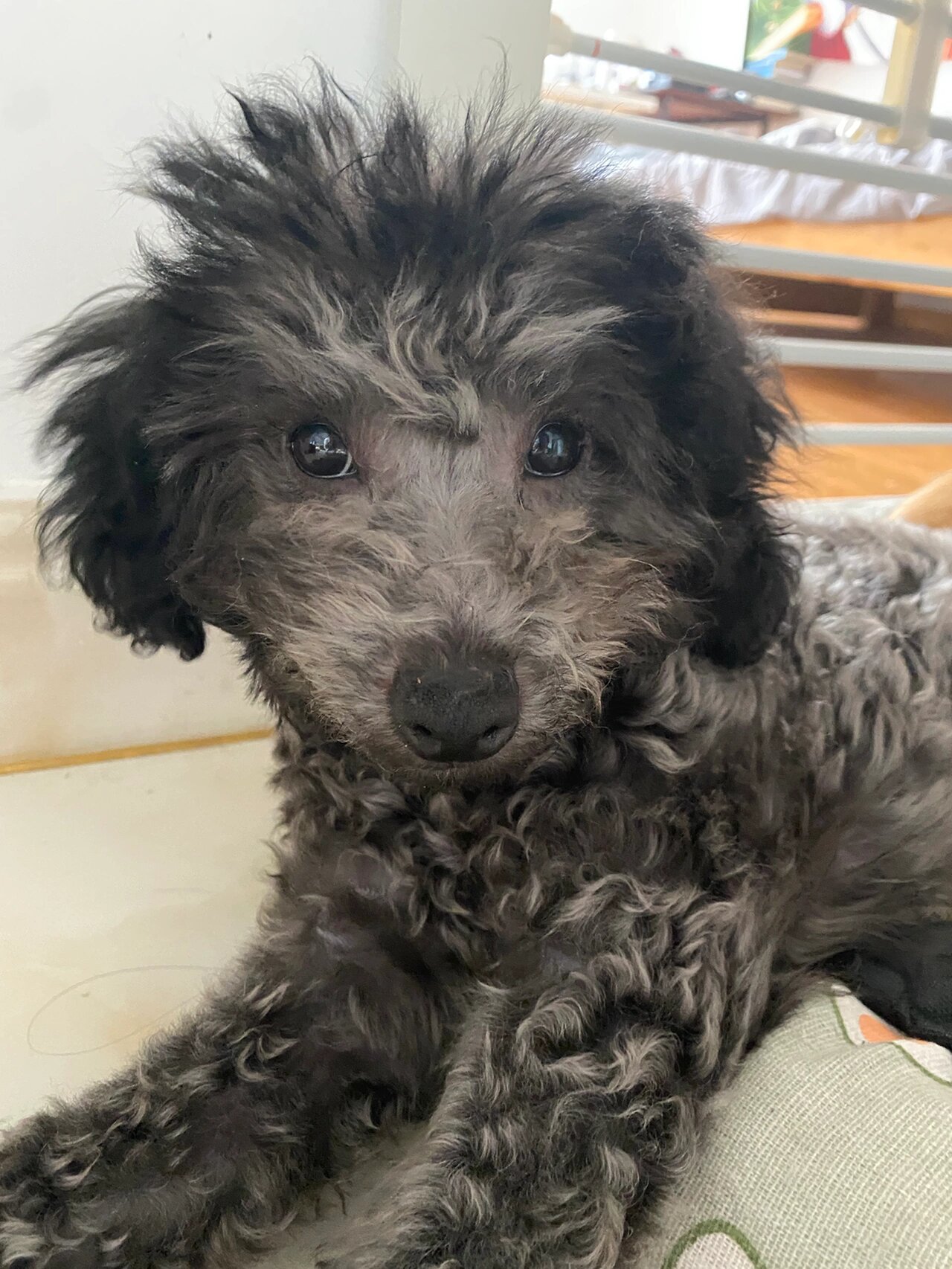 还有比我家更丑的宝吗?四个月小眼睛灰泰迪