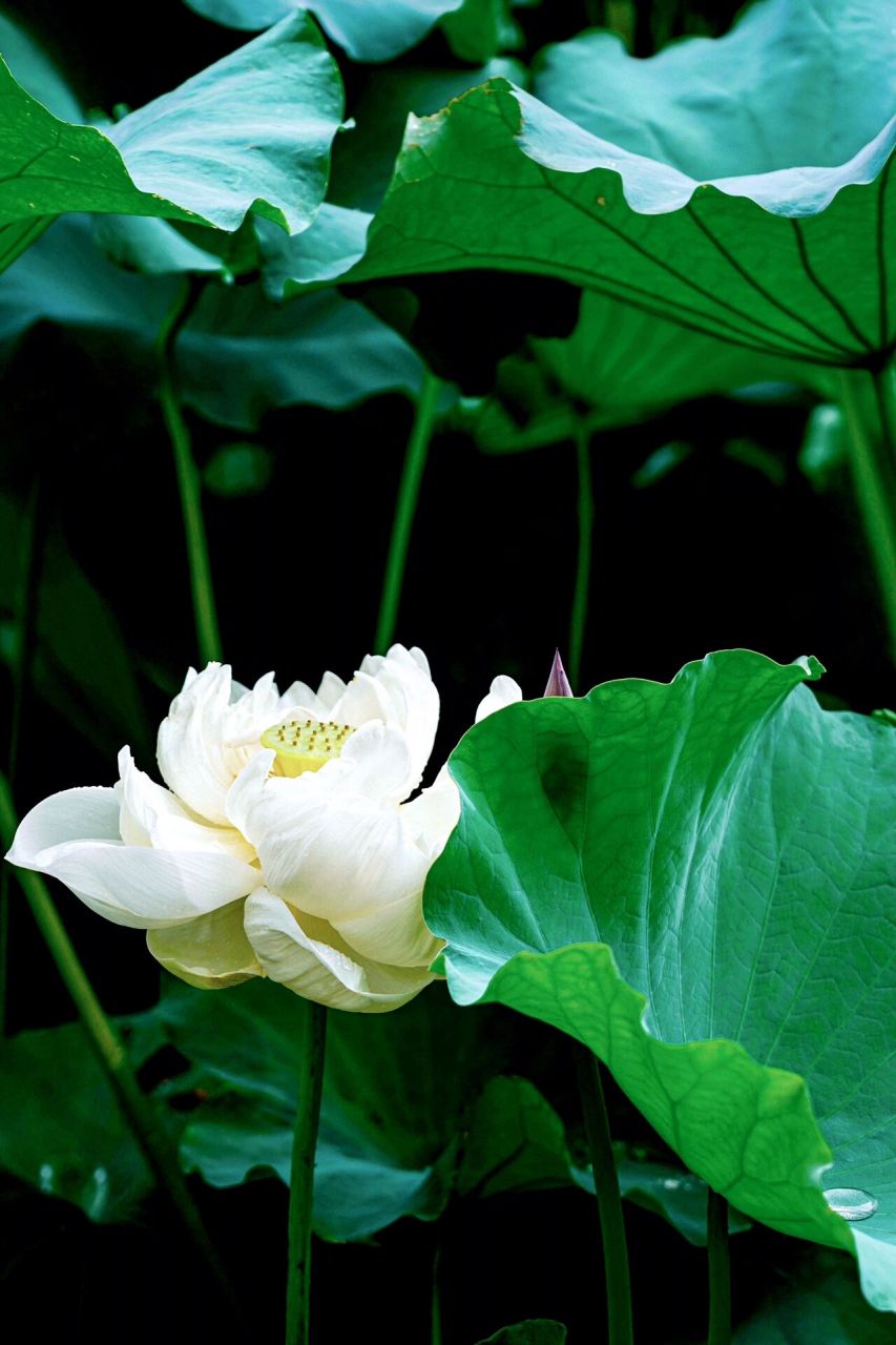 94 暴雨后的荷花,仙气缭绕太诗意啦 9015 店名:黄兴公园 99