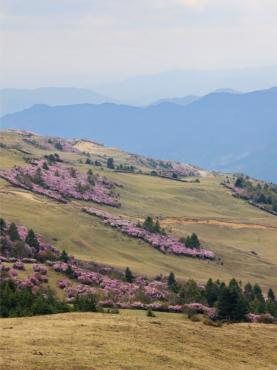 大理马象公路杜鹃花|人间最美四月天,赏花正当时!