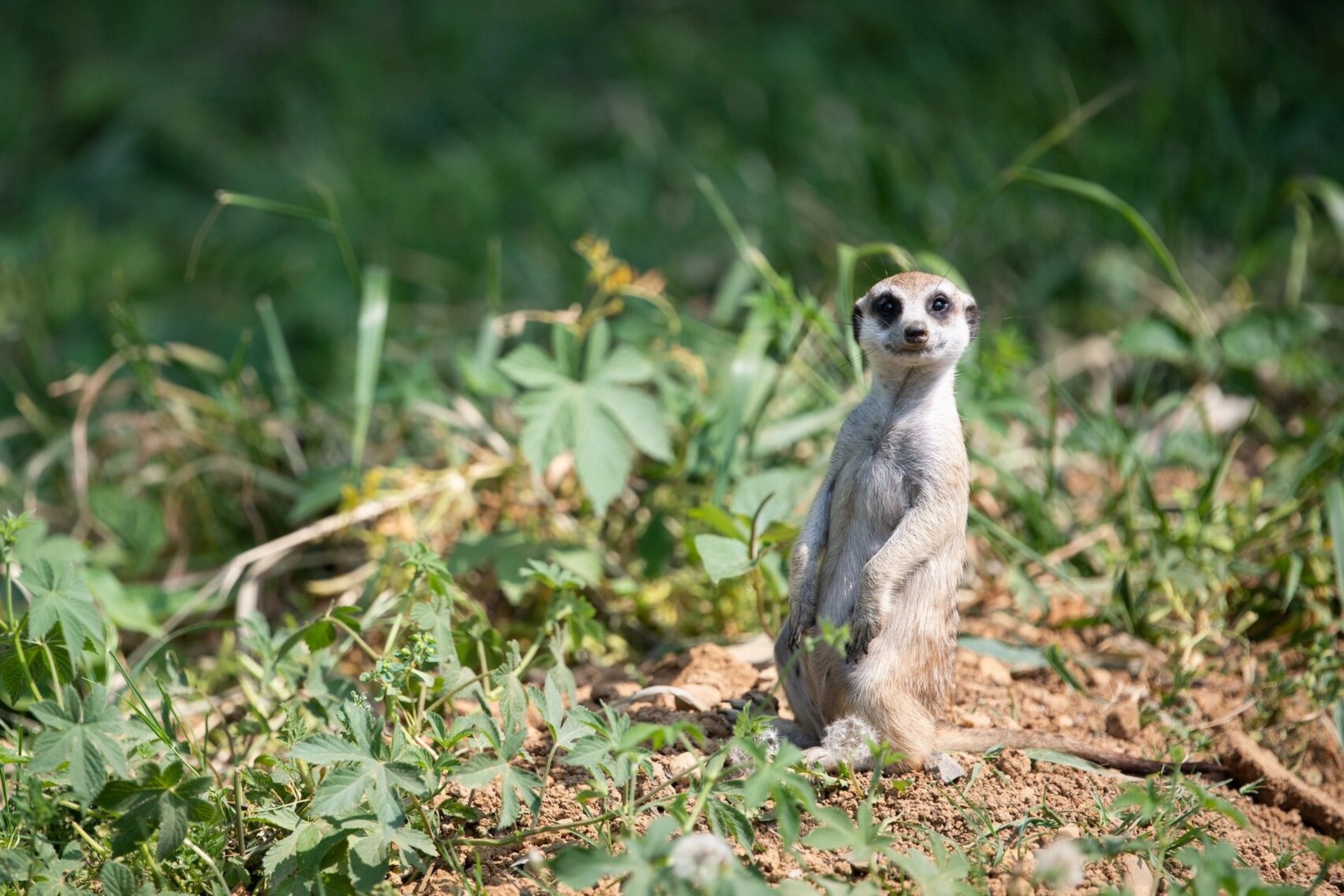 狐獴,也叫细尾獴,也叫猫鼬不知道哪里像猫 性格警惕,喜欢站起来放哨