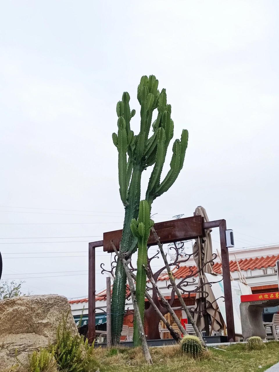 铮铮铁骨霸王鞭,浑身是刺戴花冠,刚正不阿向云天……!