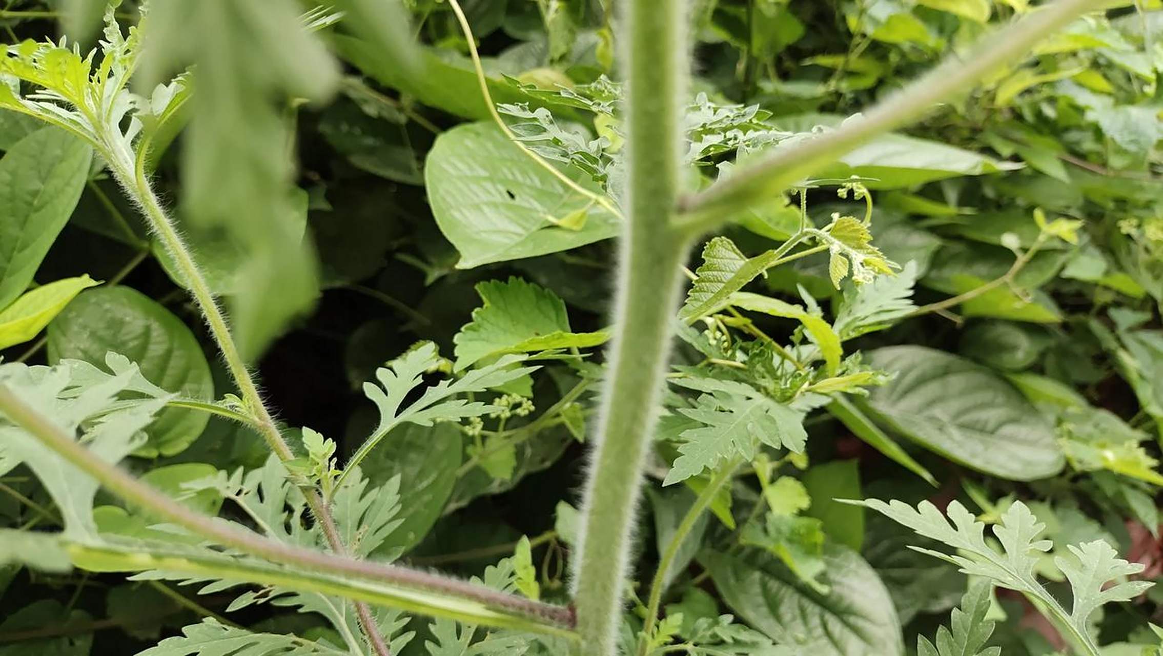 蛔蒿,提炼宝塔糖的一种原材料,虽然他也带一个蒿子,但是和艾草有着