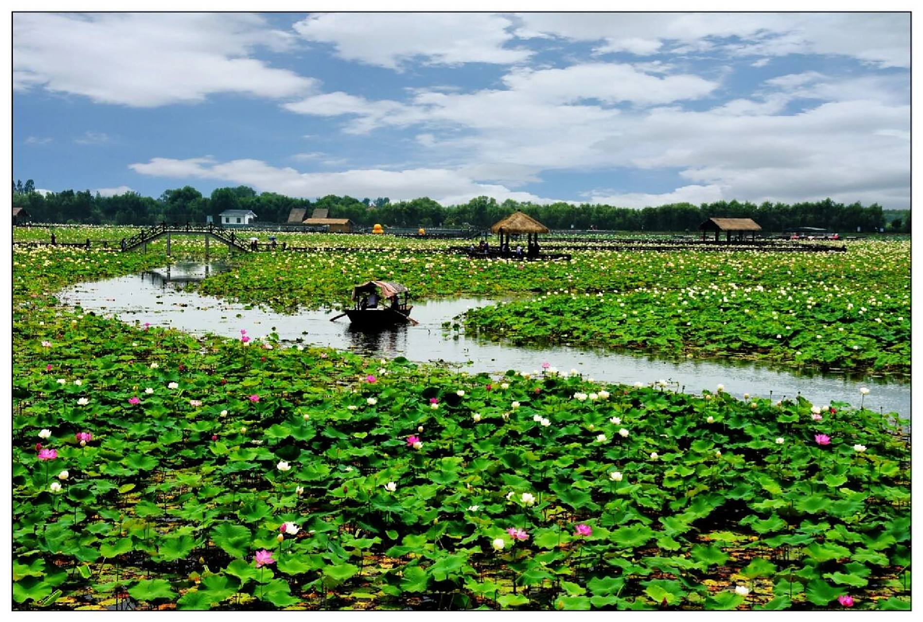 淮南焦岗湖荷花争奇斗艳 每年夏日,焦岗湖国家湿地公园内千亩荷花争奇