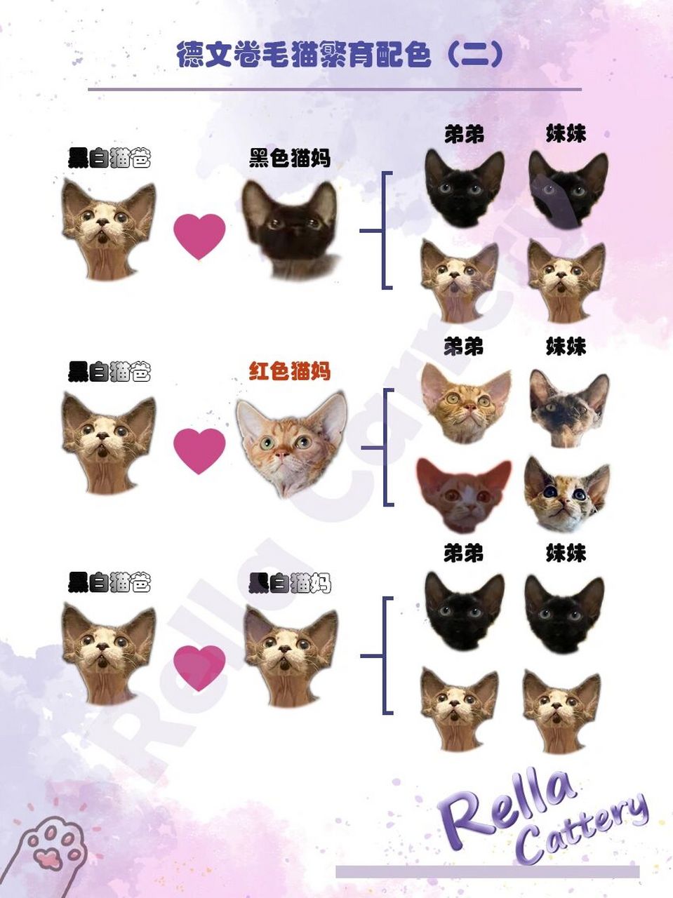 萌宠科普|德文卷毛猫繁育配色21566 小伙伴9292们,大家好.