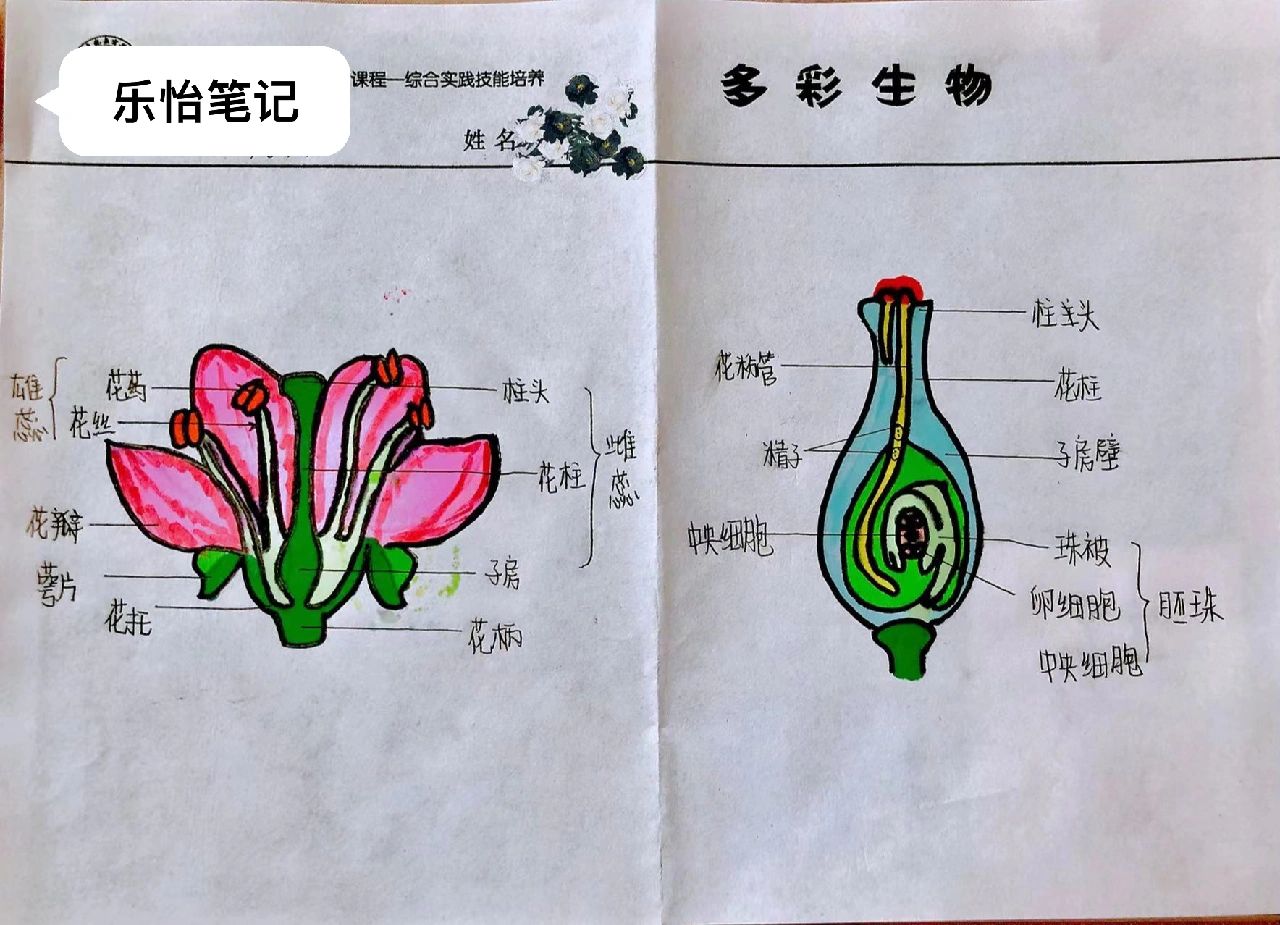 生物绘图作品植物图片