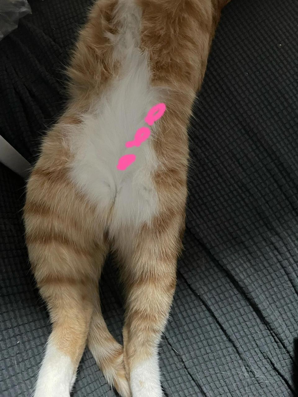 猫咪肚子里一节一节硬硬的是啥呀 猫咪的左侧腹部,摸起来是一节一节硬