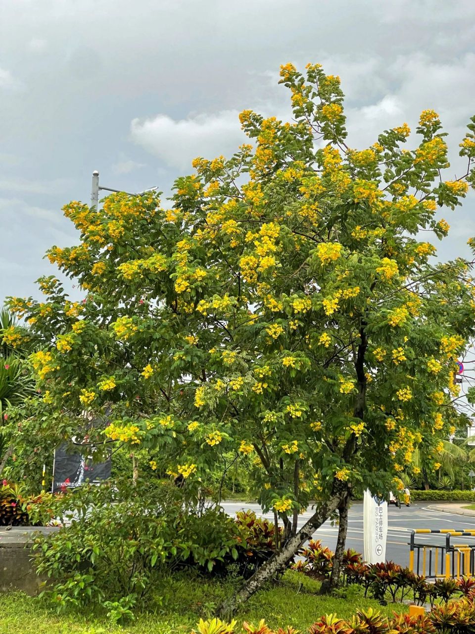 黄花槐树 黄花槐