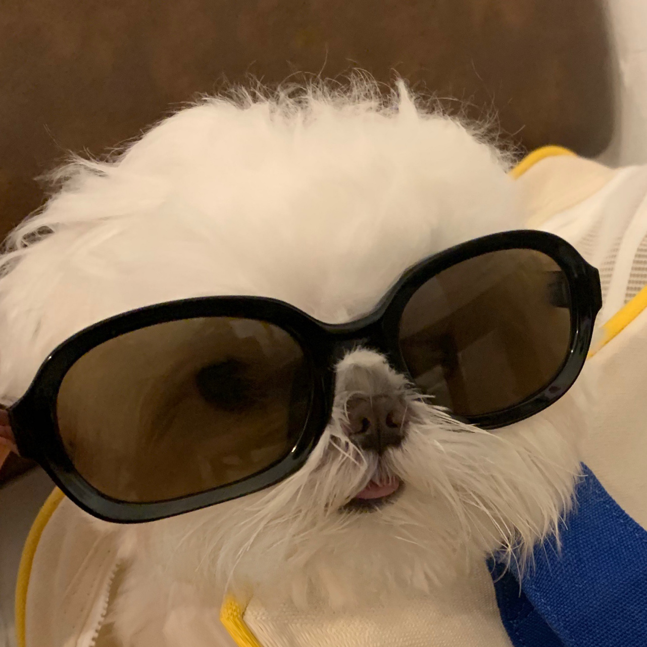 狗狗头像分享|墨镜一戴谁也不爱 我是拽酷小可爱 罢了罢了不装了 我家