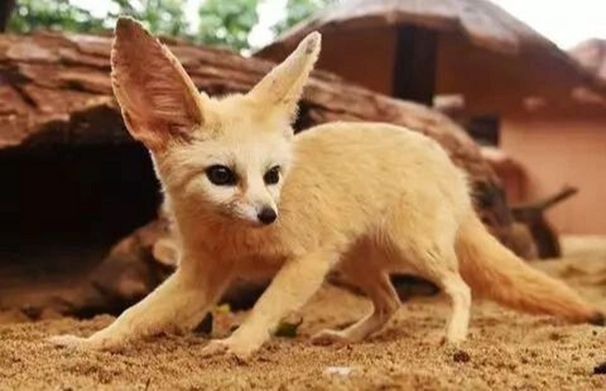 地球上可爱的动物之一"耳廊狐" 它被称为沙漠狐狸或耳廓狐.