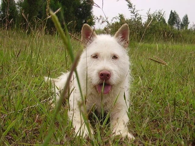 狗狗介绍--下司犬