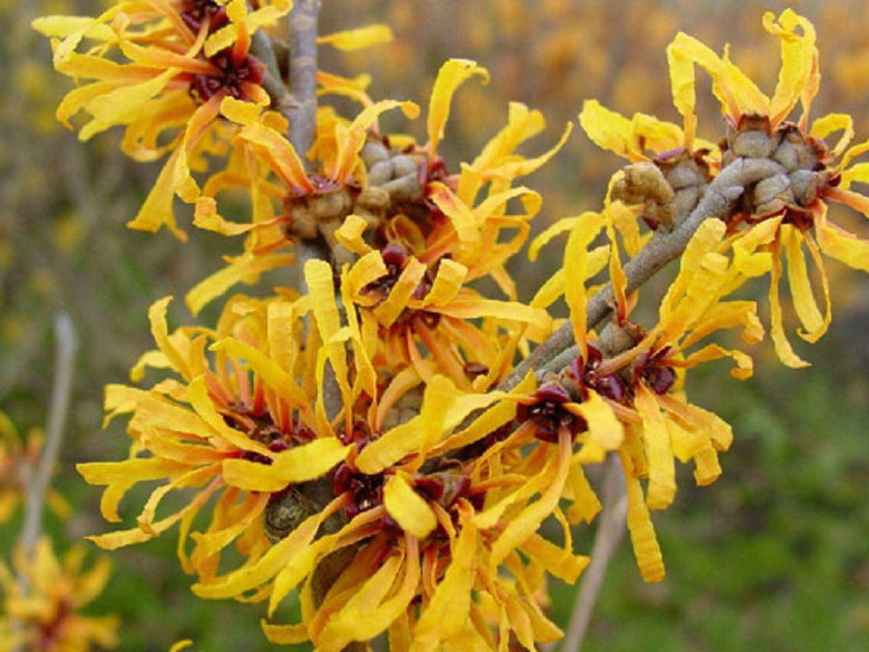 梅:别名木里香,牛踏果,蔷薇目,金缕梅科,金缕梅属落叶灌木或小乔木