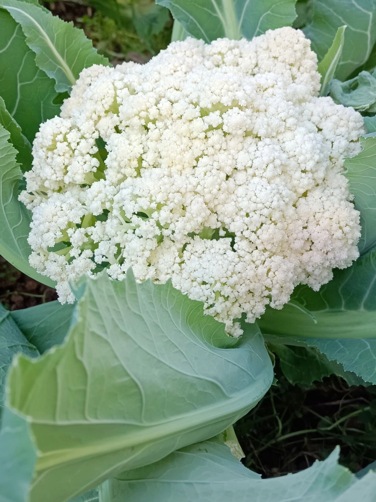 有机菜花图片大全大图图片