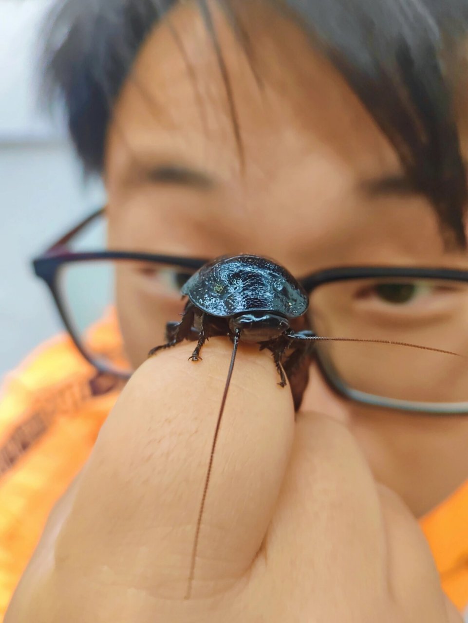 养昆虫的男人|我养了1年半的马岛蟑螂 2020年11月购入10只马岛蟑螂 到