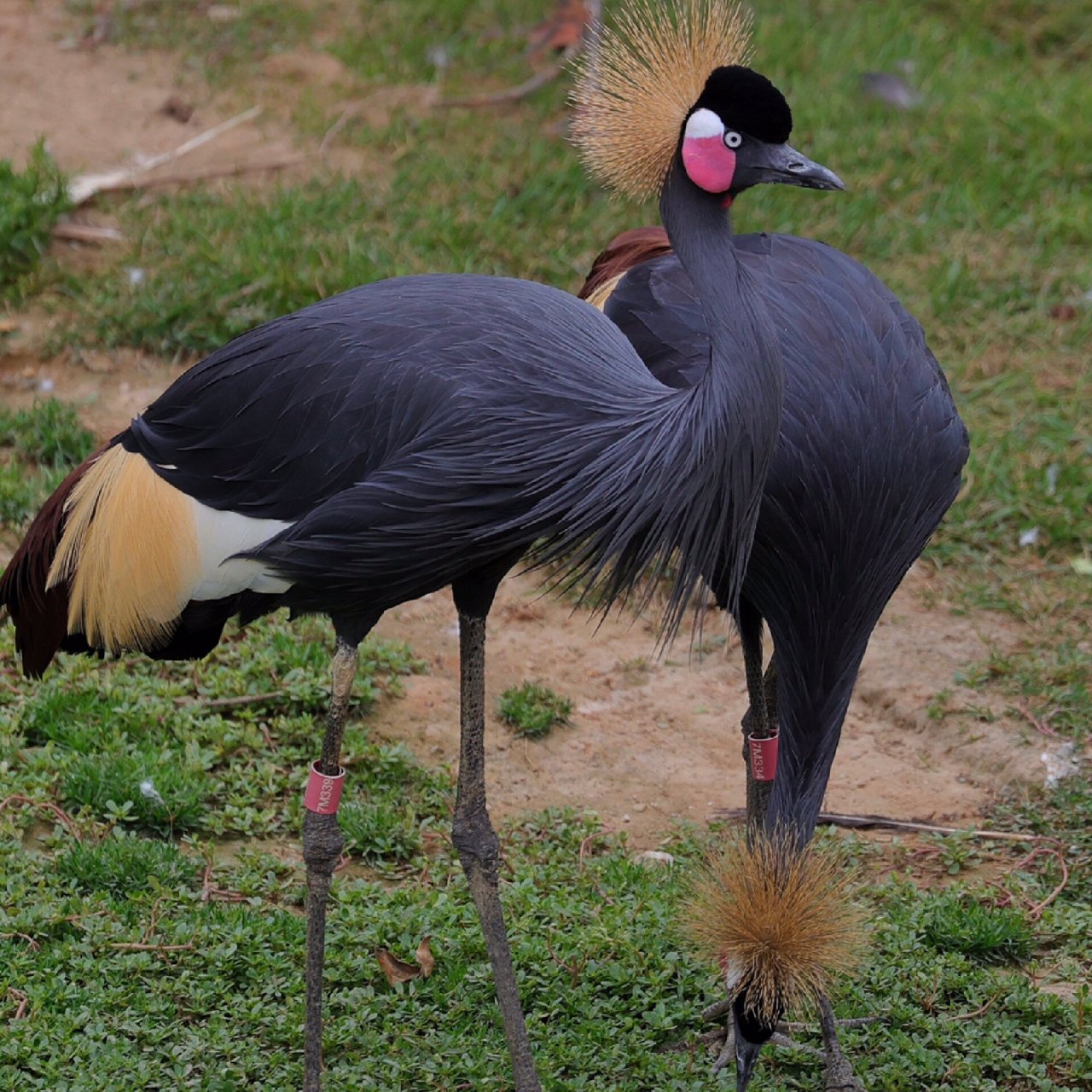 杀马特舞蹈家——灰冠鹤 灰冠鹤,又叫东非冠鹤,它是鹤形目鹤科冠鹤属