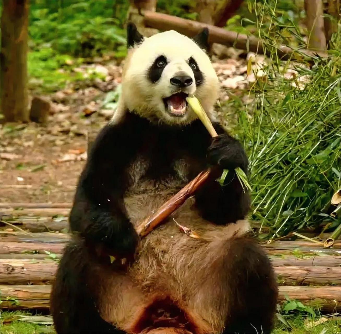 大熊猫川仔,是一只右手缺失爪子的大熊猫.