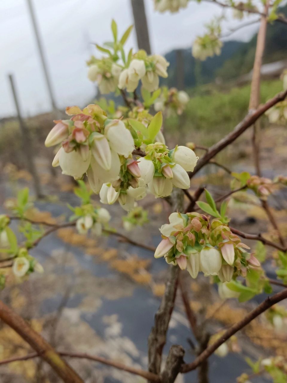 當藍莓花期遇上連續陰雨天 靈魂三連問[笑哭] 下雨會影響授粉嗎?