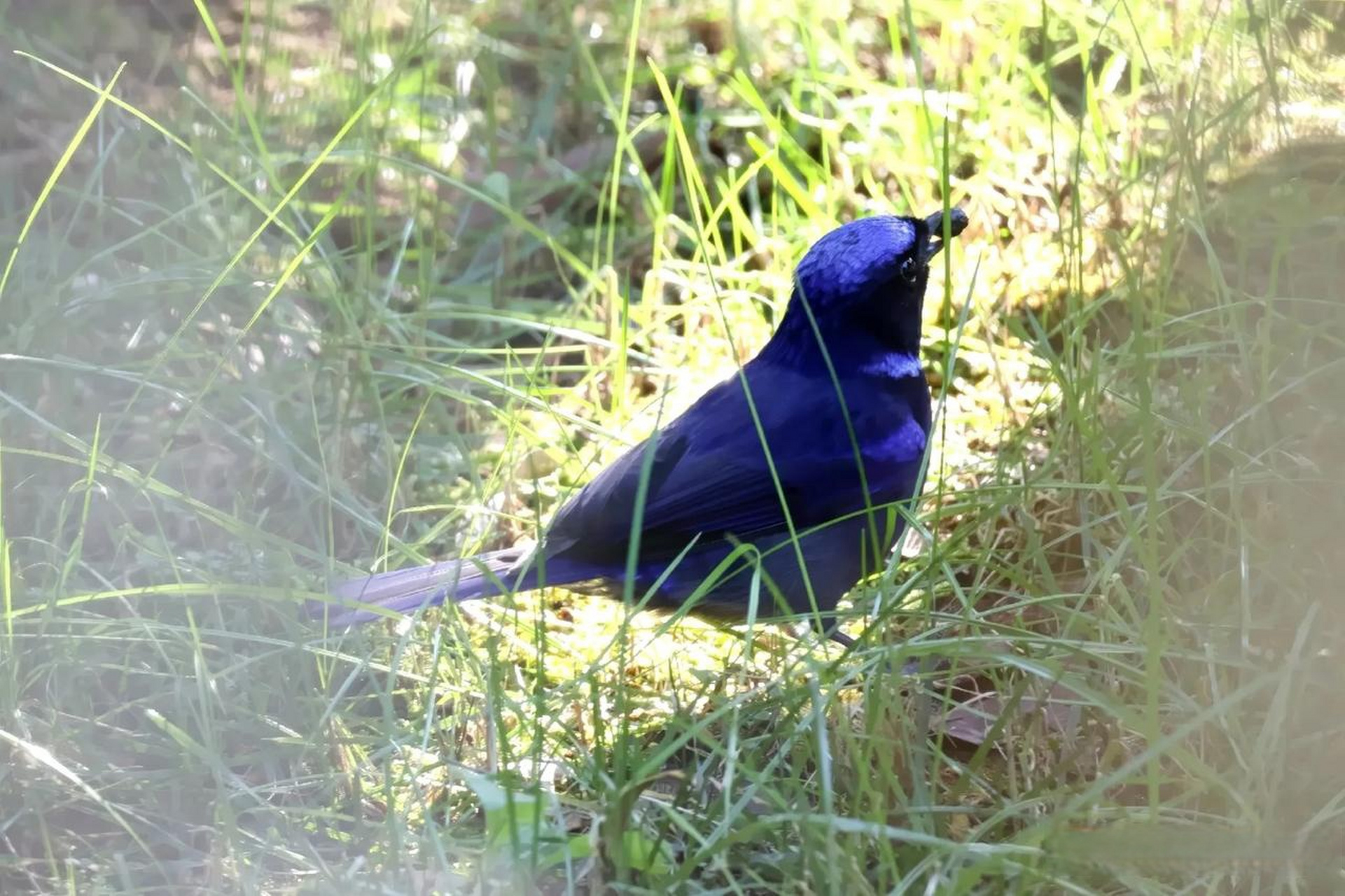 【百鸟志61图纪】 (359)◇70大仙鹟70◇ (癸卯季冬,摄于腾冲