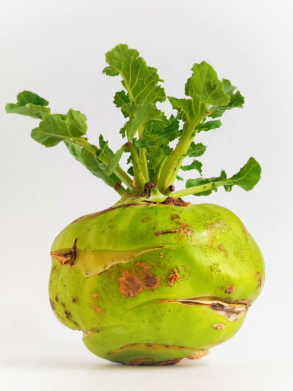 绘画素材 | 苤蓝开花~生机勃勃  