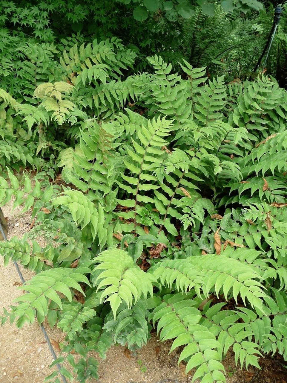 贯众蕨 贯众为中药名,是鳞毛蕨科粗茎鳞毛蕨的根茎及叶柄残基.