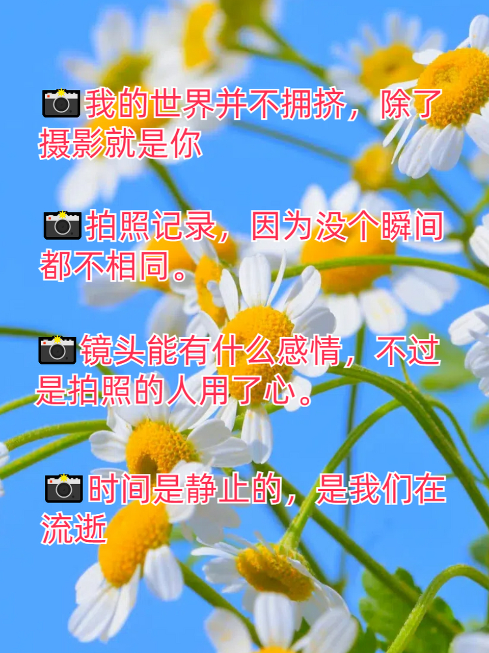 照片留念的唯美句子图片