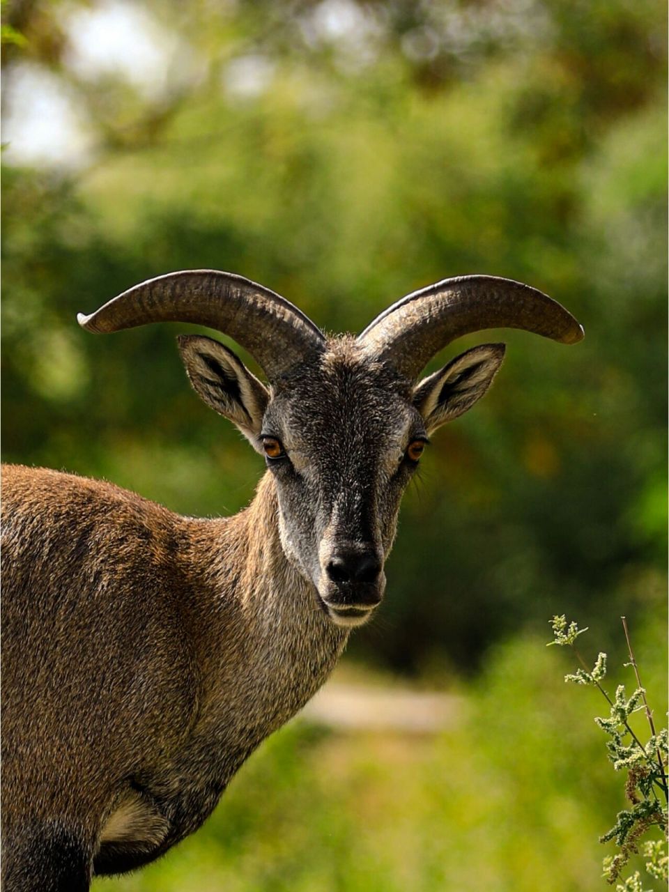 美丽的贺兰山岩羊,这片土地最灵性的生物 在美丽的银川贺兰山东麓, 有
