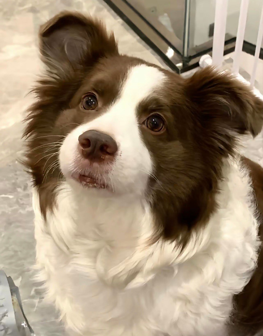 吃了乌梅子酱的小可爱