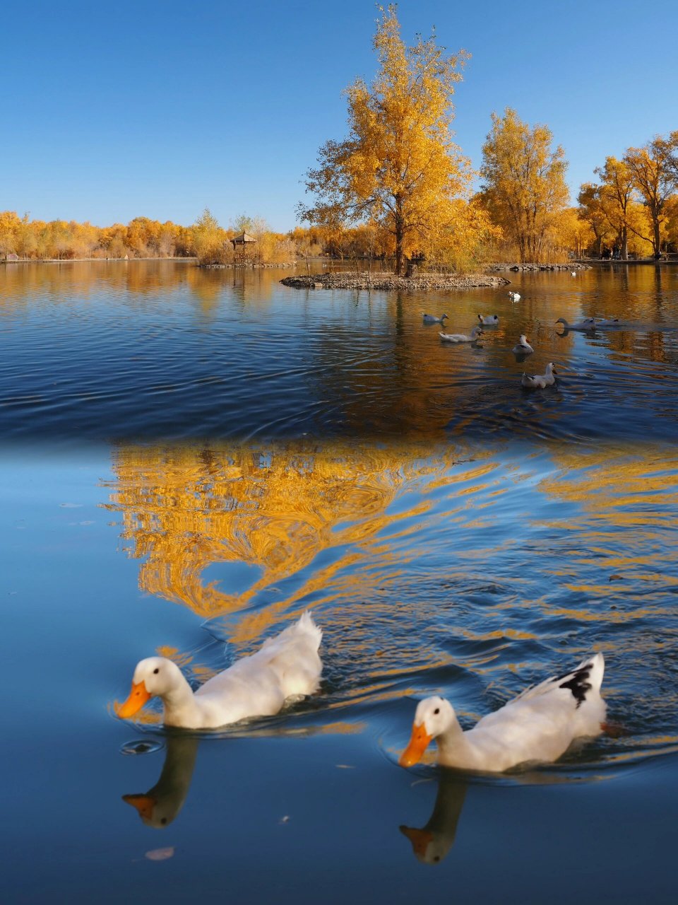 去7515甘肃这片小众胡杨林千万别错过60 hi,这里是你的夏天96