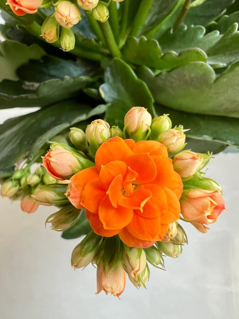 艾格尼斯——喜爱橙色系的长寿花党看过来~ 长寿花橙色重瓣漂亮极了