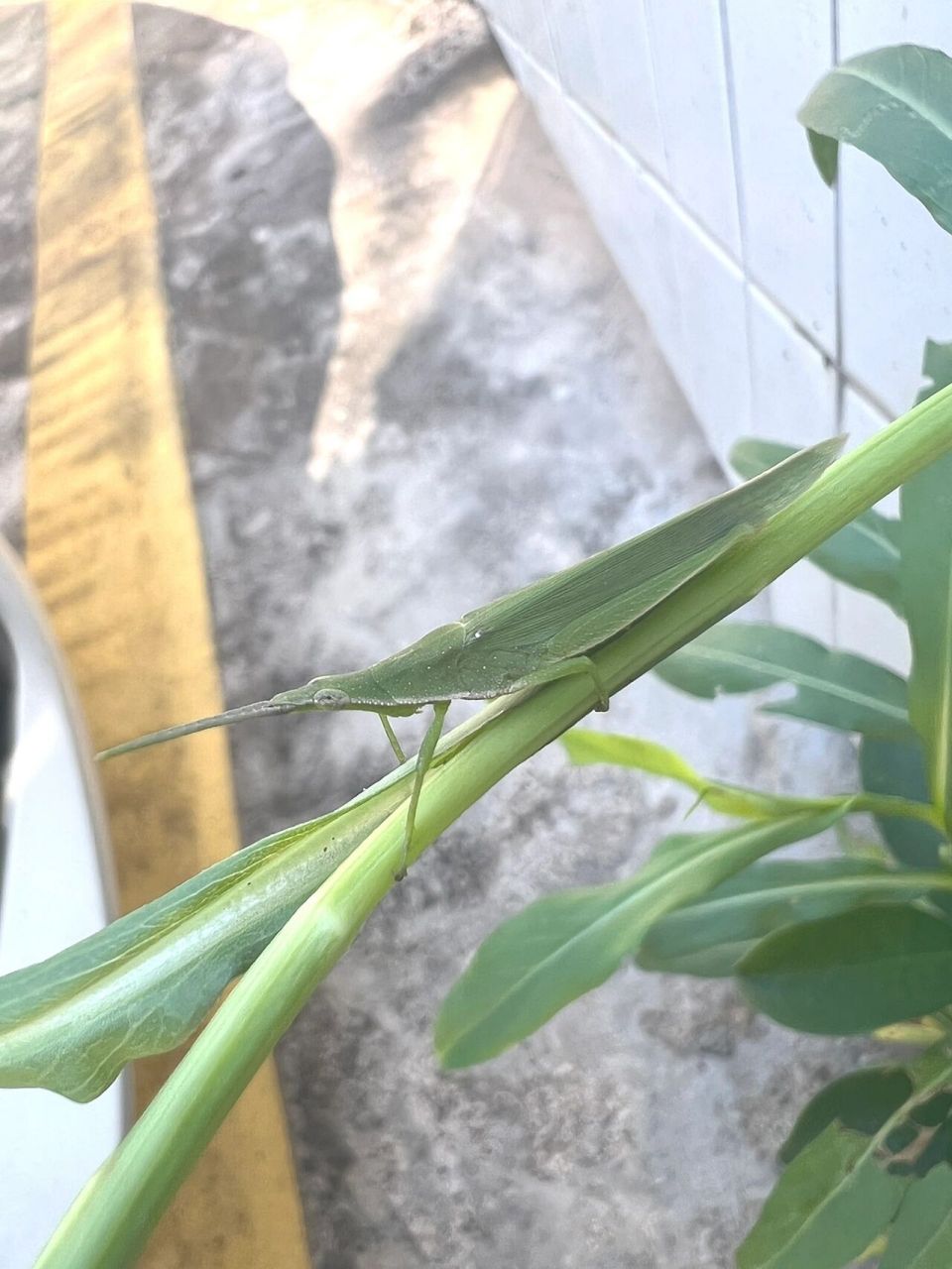 短额负蝗和中华剑角蝗图片