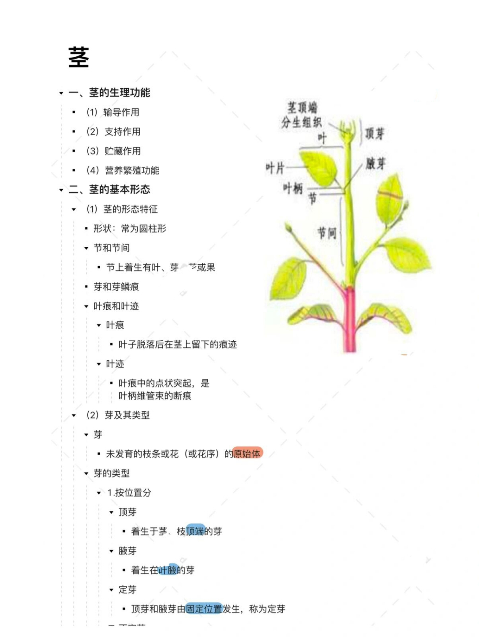 茎的结构图解图片