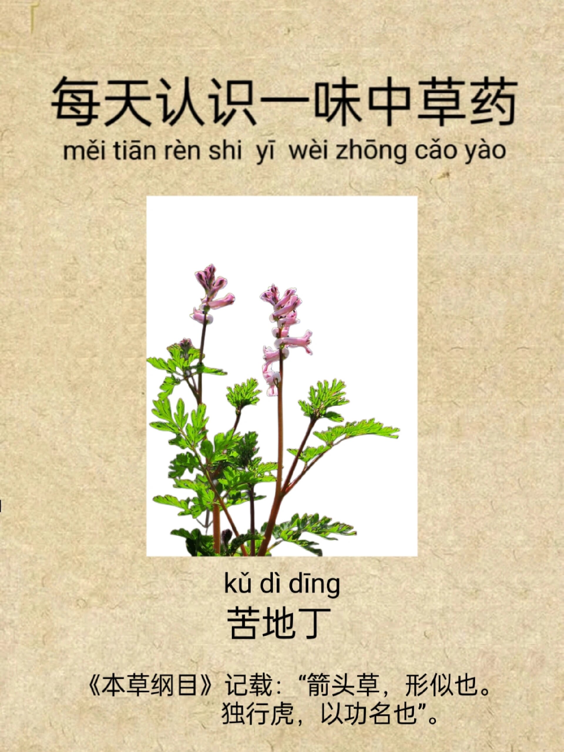 每天认识一味中草药|苦地丁