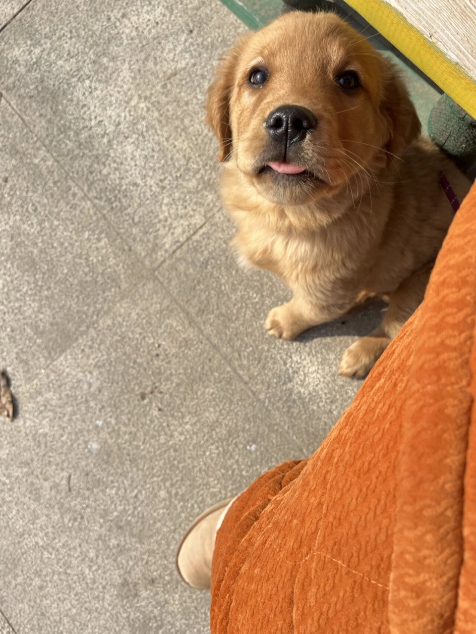 你们家的小金毛四个月都多重呀!