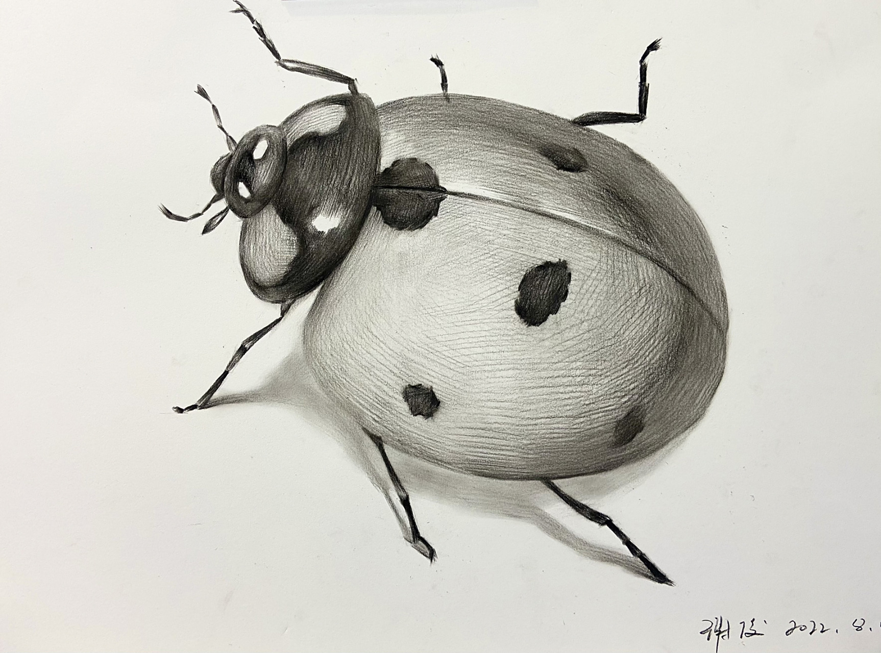 素描教学昆虫篇