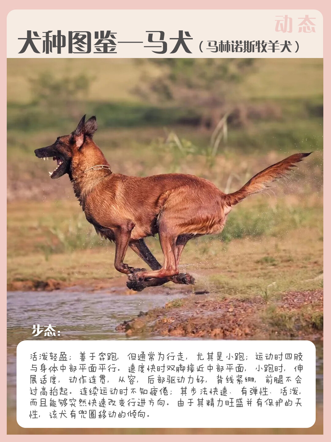 犬种图鉴-马犬(比利时马林诺斯牧羊犬