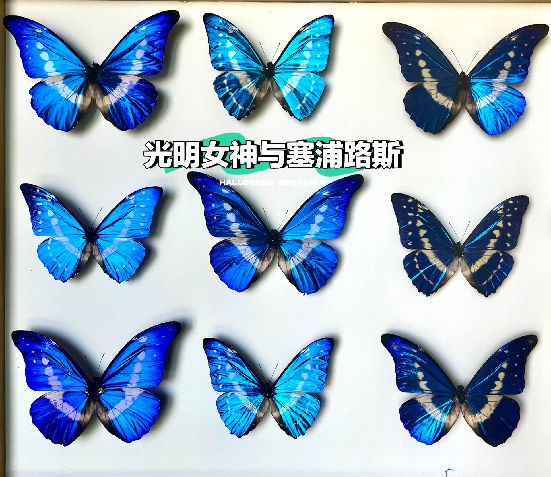 闪蝶) morpho cypris & morpho helena  这两种蝴蝶的颜色可以说可以