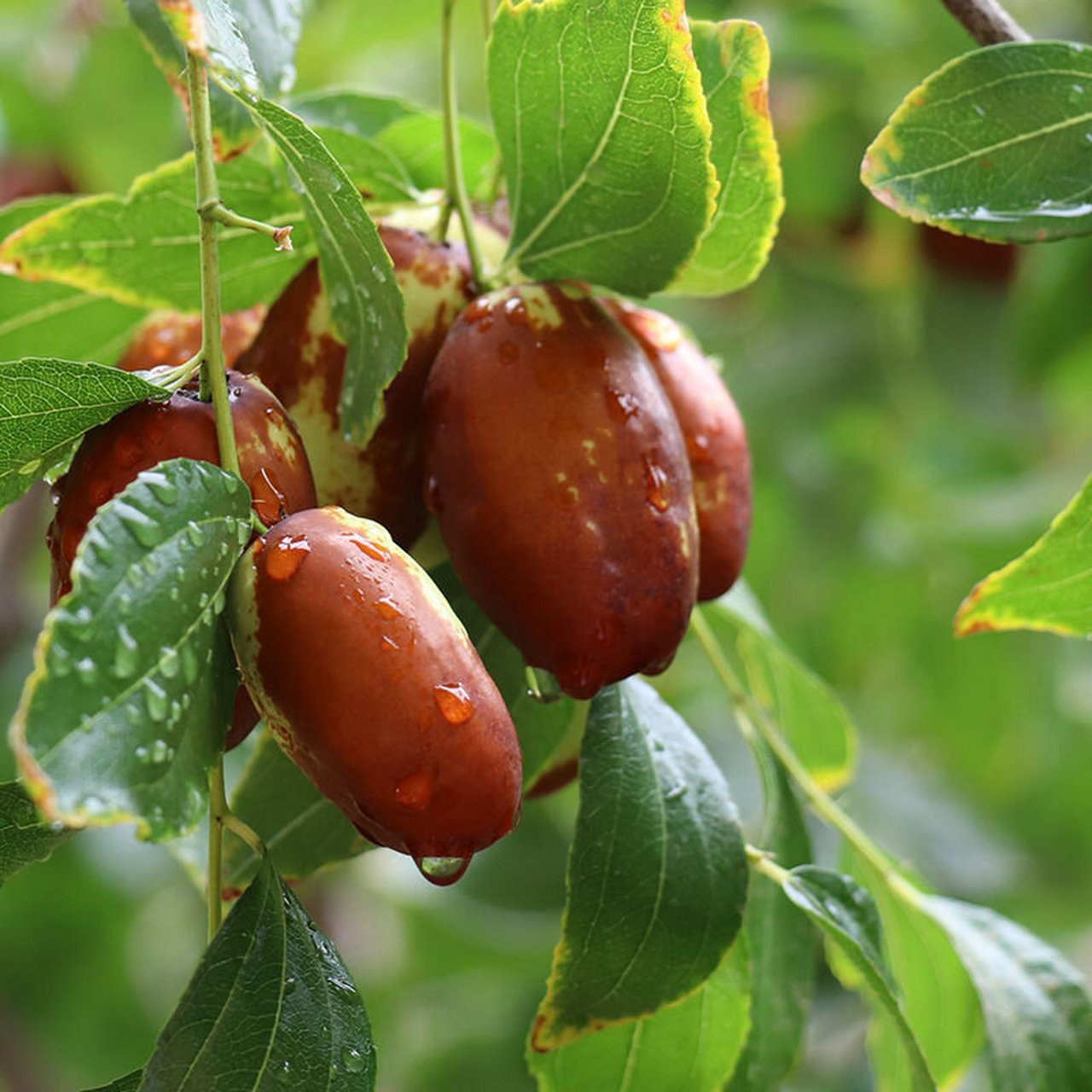 宁夏特产 - 灵武长枣 灵武长枣别名马牙枣,是宁夏独有的枣类品种,为