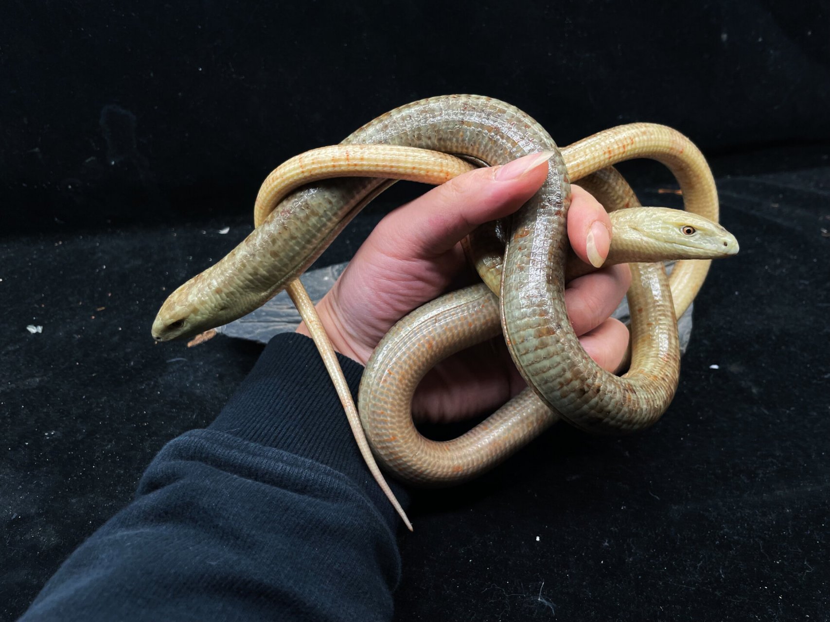 帝王蛇蜥 "没有脚的蜥蜴"?