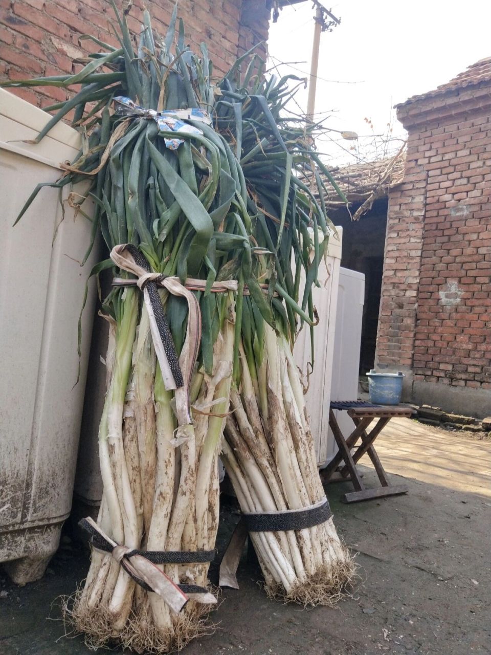 揭秘山东大葱真的有两米吗 两米我没见过,支棱起来157肯定是有了,160