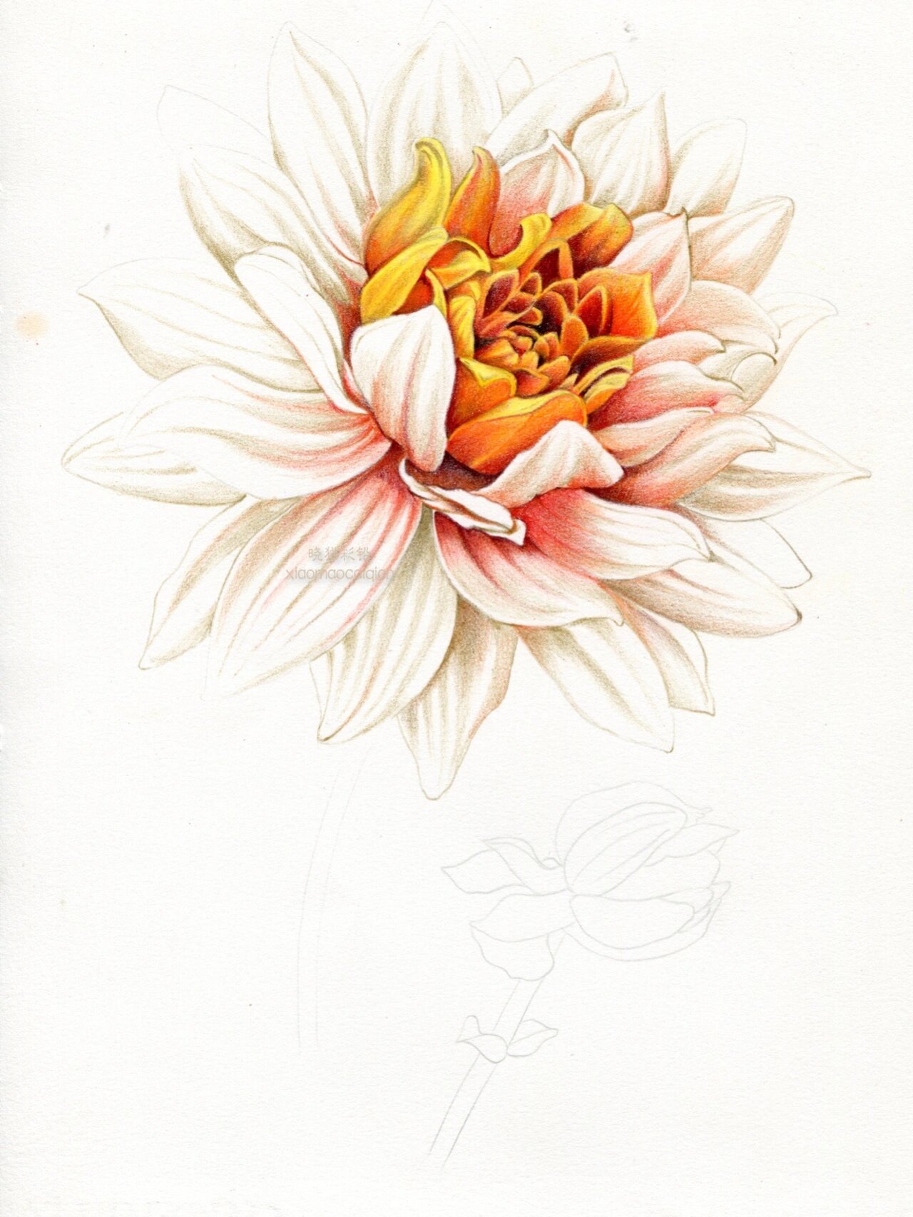 彩铅手绘-大丽菊(含步骤) 秋风起 落叶黄