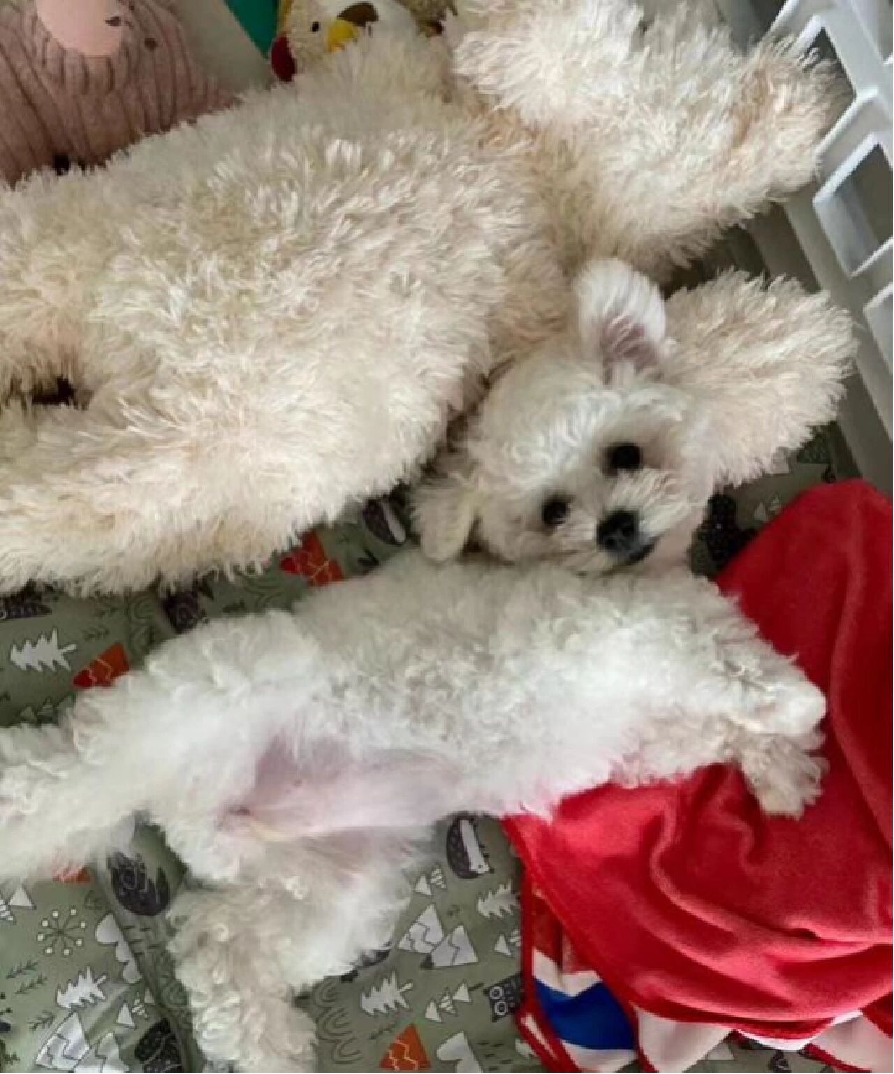 新手养比熊必看07幼犬五个阶段7515 166狗狗刚到家怎么做?