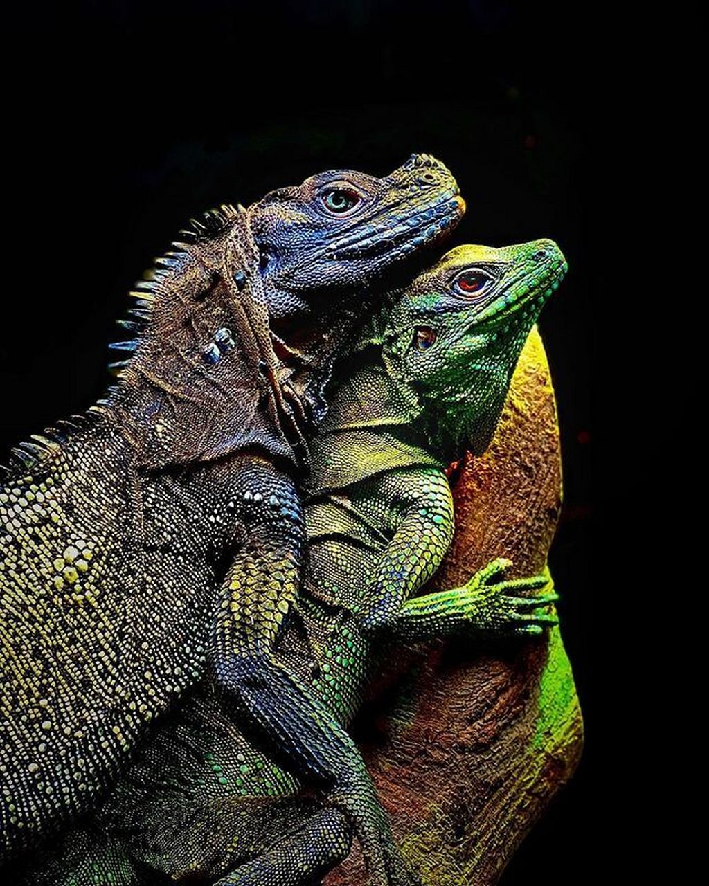 斑帆蜥hydrosaurus celebensis 根据源网站的资料,这个品种名叫hydro