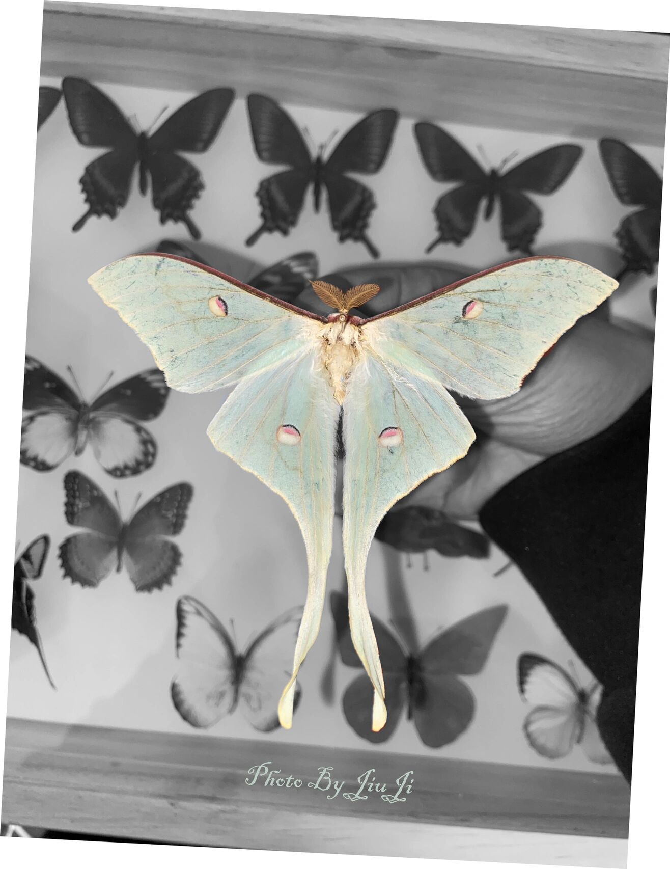 国产美蛾-云南尾大蚕蛾(采自云南曲靖