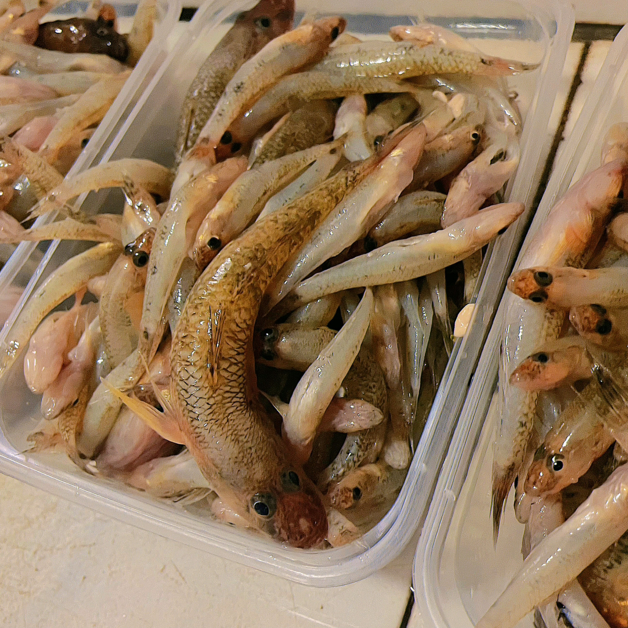 新鲜淡水笋壳鱼林哥鱼  适合所有人群,特别是老人孕妇小孩,体弱多病者