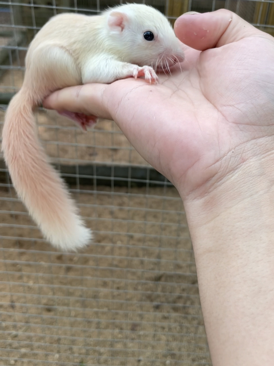 松鼠品种推荐 97红腹松鼠:红腹松鼠不仅体质好而且性格粘人,一年四