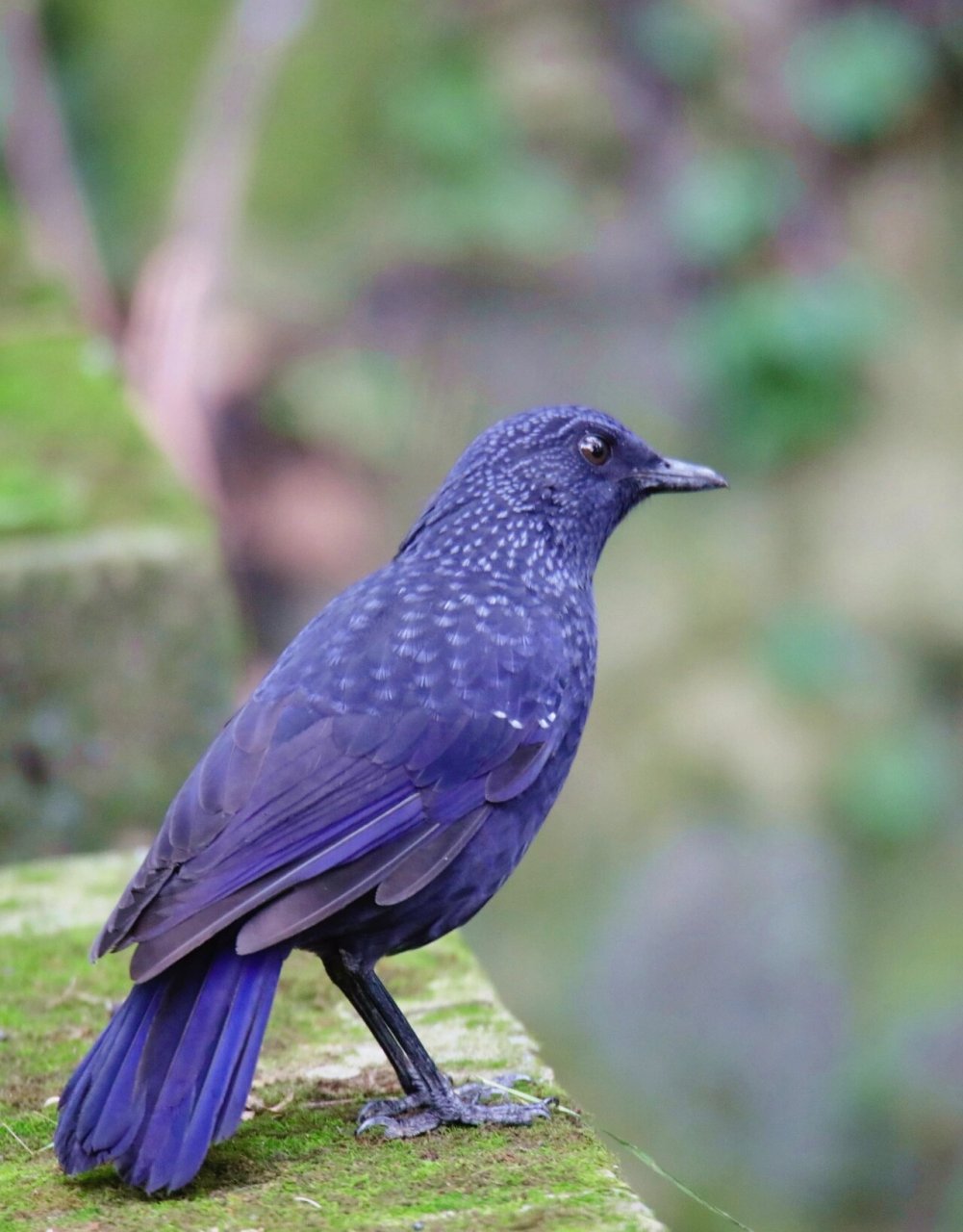 野拍～紫啸鸫 今日野拍收获,紫啸鸫,眼神犀利,羽色紫亮,鸣声霸气,喜近